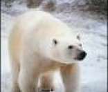 Urso-Polar: vida no gelo