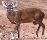 Veado-catingueiro: um cervídeo muito comum na fauna brasileira