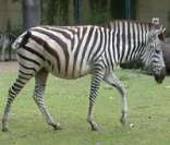 Zebra: um equídeo nativo da África