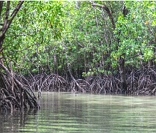 Litoral amazônico: grande presença de manguezais