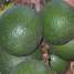 Abacate: fruto calórico e rico em nutrientes