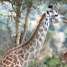 Girafa: um dos animais mais conhecidos da fauna africana.