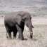 Elefante Africano: gigante das florestas da África