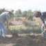 Reforma Agrária: direito de trabalho no campo