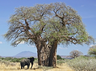 Foto de um Baob&aacute;-africano