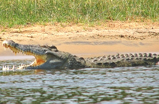 Foto de um Crocodilo-do-Nilo dentro de um rio com a boca aberta