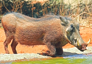 Foto de um Javali-africano adulto