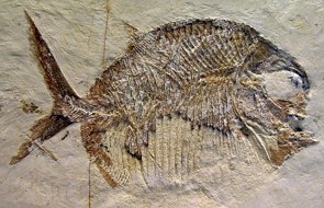 Foto de um peixe fossilizado em uma pedra