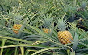 Foto de abacaxizeiros com frutos maduros