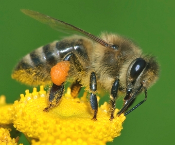 Foto de uma abelha sobre uma flor