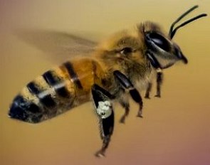 Foto de uma abelha durante o voo
