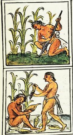 Ilustra&ccedil;&atilde;o mostrando o cultivo do milho entre os astecas
