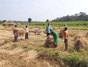 Camponeses trabalhando num campo agrícola