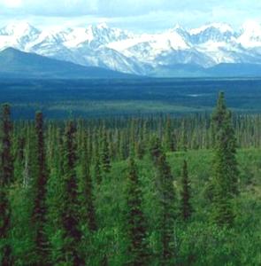 Região do Alasca com vegetação de taiga no clima temperado Frio