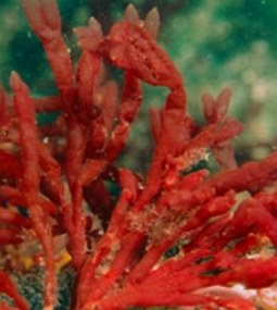 Foto de algas vermelhas