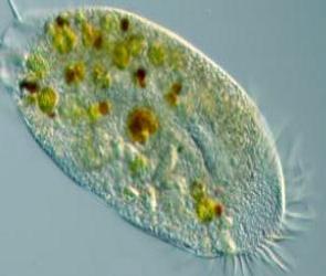 Imagem de uma ameba