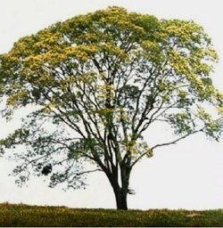 Foto de uma &aacute;rvore grande com folhas verdes