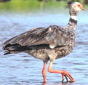 Foto de uma Anhuma-do-pantanal