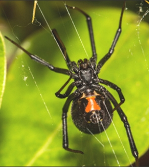 Foto de uma aranha vi&uacute;va-negra
