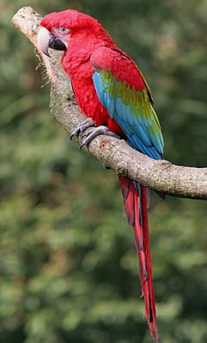 Foto de uma arara-vermelha num galho de &aacute;rvore