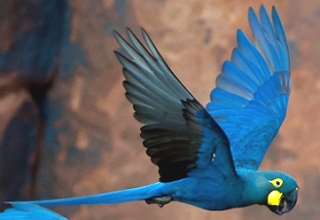 Foto de uma Arara-azul-de-lear voando