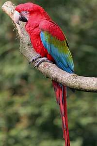 Arara-vermelha num galho de &aacute;rvore