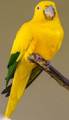 Foto de um p&aacute;ssaro amarelo