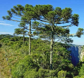 Foto de duas &aacute;rvores de arauc&aacute;ria