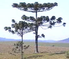 Foto de araucárias no bioma Pampa