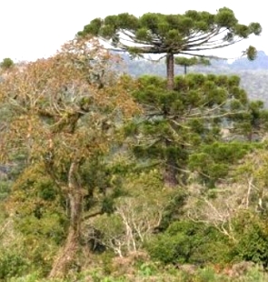 Paisagem com árvores e uma araucária