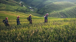 Foto da Agricultura de arroz na China