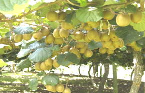 Árvore de Kiwi com frutos