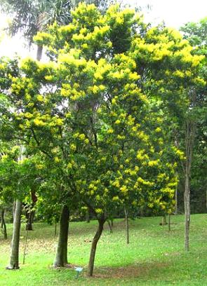 Foto de uma árvre de pau-brasil florida