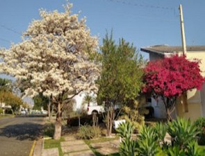 Foto de uma rua residencial com uma árvore de flores brancas e outra com flores roxas