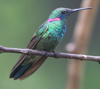 Foto de um Beija-flor-de-orelha-violeta