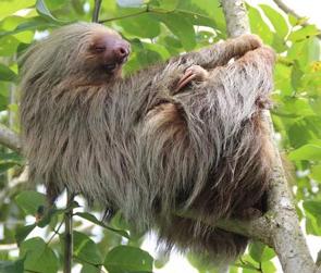 Bicho-preguiça nos galhos de uma árvore