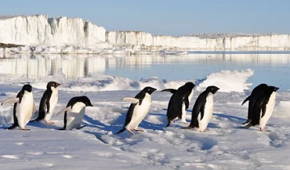 Foto de Pinguins na Antártida