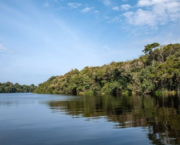 Vista a&eacute;rea da floresta amaz&ocirc;nica