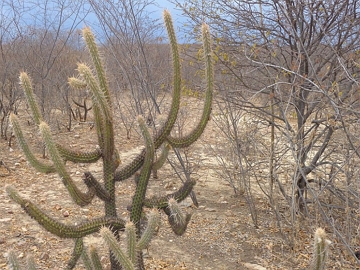 Vegeta&ccedil;&atilde;o t&iacute;pica da Caatinga