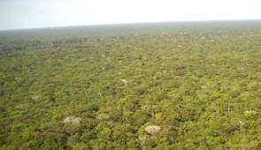 Vista a&eacute;rea da floresta amaz&ocirc;nica