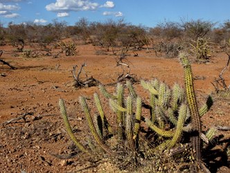 Foto de uma &aacute;rea do territ&oacute;ria da Bahia com presen&ccedil;a do bioma Caatinga com solo seco e arbustos e cactos.