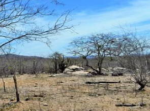 Foto do bioma Caatinga com arbustos e solo secos