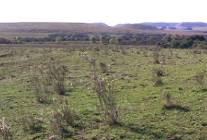 Foto com a vegetação rasteira do bioma Pampas