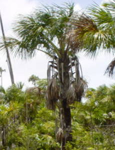 Foto de uma palmeira buriti