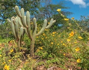 Esp&eacute;cies vegetais da caatinga