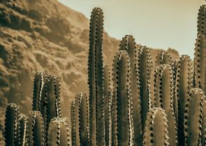 Foto de cactos no deserto