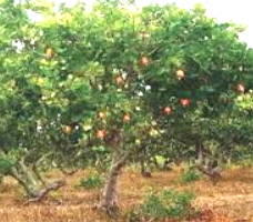 Foto de um cajueiro com frutos