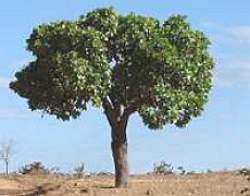 Cajueiro-bravo-do-campo, árvore