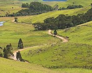 Foto da vegetação de Campos no Rio Grande do Sul, gramas e arbustos