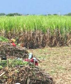 Plantação de cana de açúcar